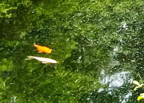 池の鯉