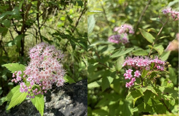 シモツケの花