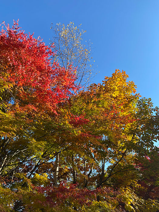 紅葉　軽井沢